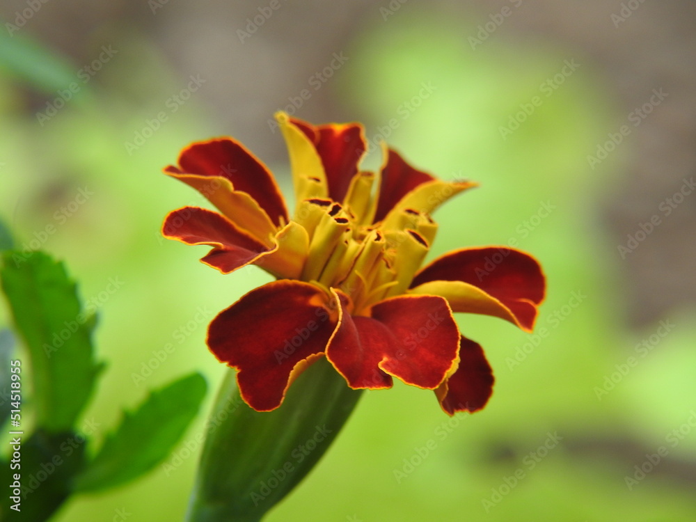 Fototapeta premium flrut