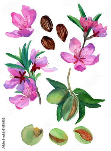 Watercolor hand drawn set of almond nuts  flowers  twigs  brunches. Botany illustration of pink blossom on brunch. Almond blooms on tree with green nuts. Design elements for packaging  cover  decor.