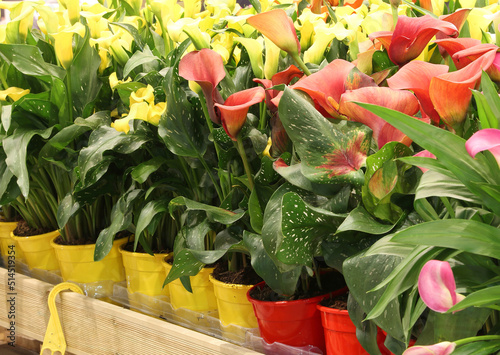 many pots of Calla Lilly flowes for sale photo