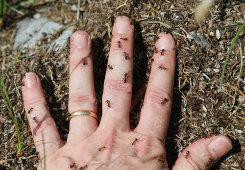 hand of the person covered with ferocious ants that sting to defend their anthill photo