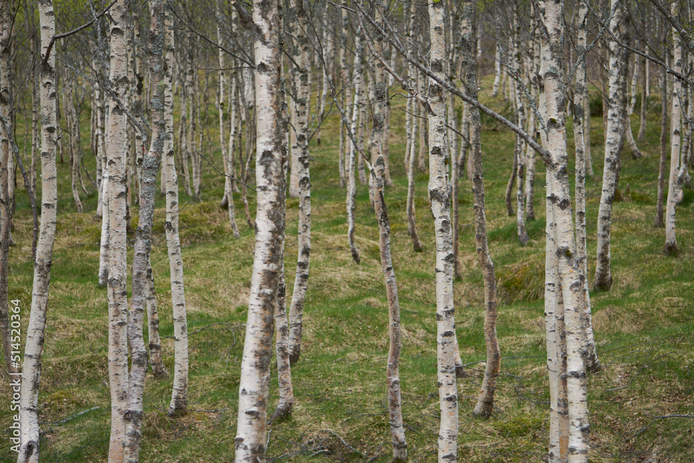 Fototapeta premium Trunks of birch trees in a forest