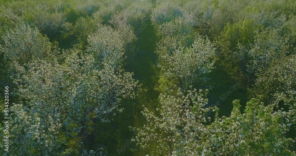 beautiful blooming trees in gardens in sunny spring day, view from air, 4K, Prores beautiful blooming trees in gardens in sunny spring day, view from air, 4K, Prores