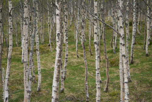 Fototapeta Naklejka Na Ścianę i Meble -  Trunks of birch trees in a forest