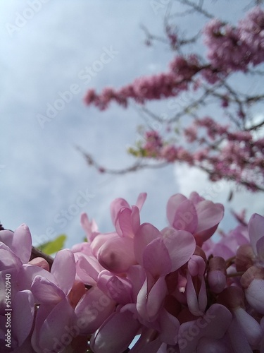 pink magnolia flowers