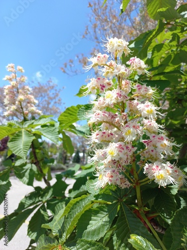 blooming tree