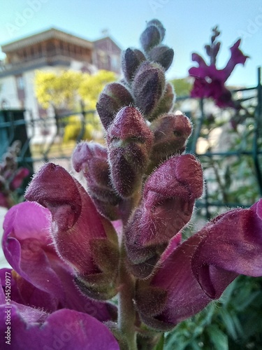 purple