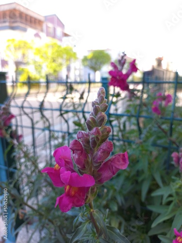 flowers in the garden