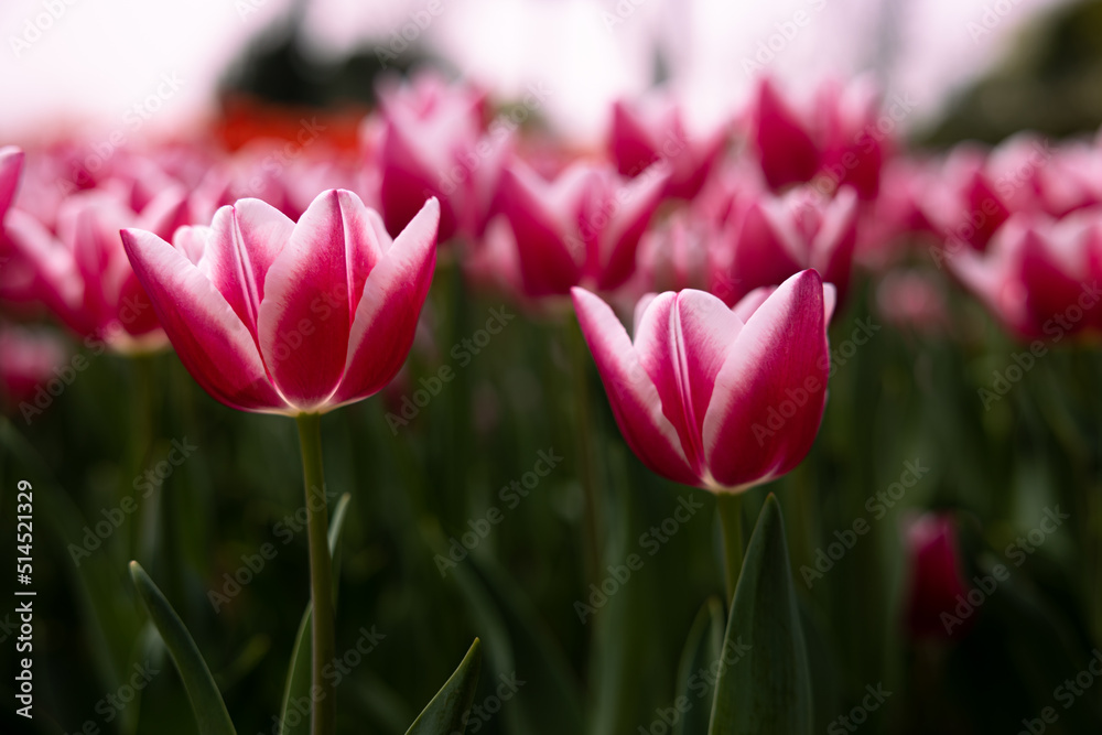 Pink tulips from ground level. Tulips in the park in the spring