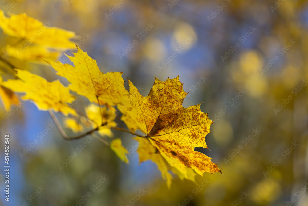 Fototapeta premium A yellow maple leaf in autumn on a tree branch against a blue sky background.