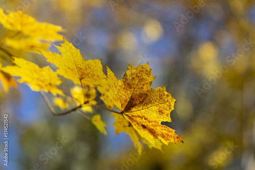 A yellow maple leaf in autumn on a tree branch against a blue sky background.