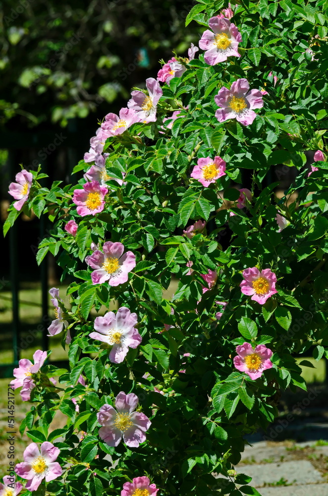 Bush with fresh bloom of wild rose, brier or Rosa canina flower in the garden, Sofia, Bulgaria    