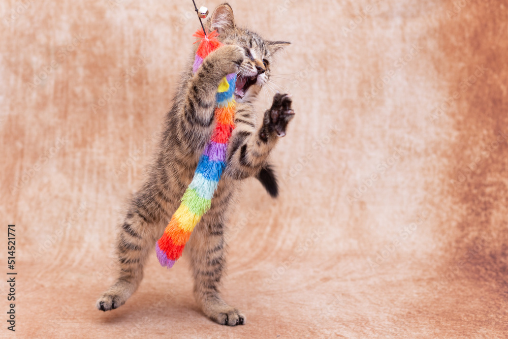 Fototapeta premium Cute striped kitten is playing with a bright toy in the form of a rainbow caterpillar