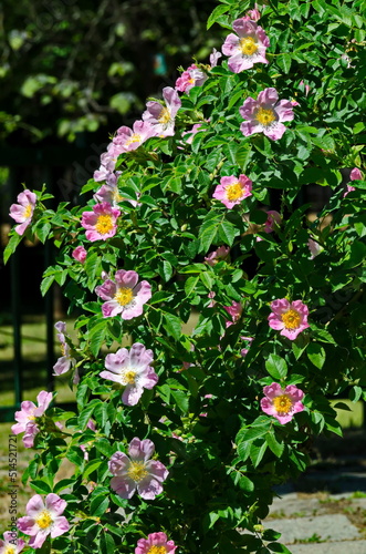 Bush with fresh bloom of wild rose  brier or Rosa canina flower in the garden  Sofia  Bulgaria    