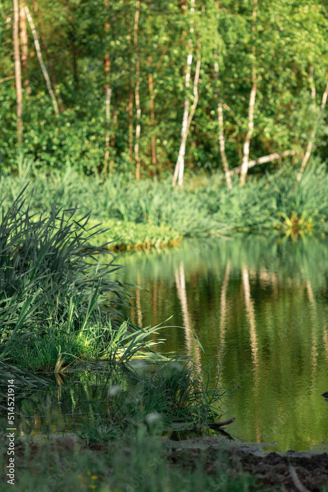 A pond in the forest with birches on the shore on a quiet sunny summer evening. A pond in the forest with birches on the shore on a quiet sunny summer evening.
