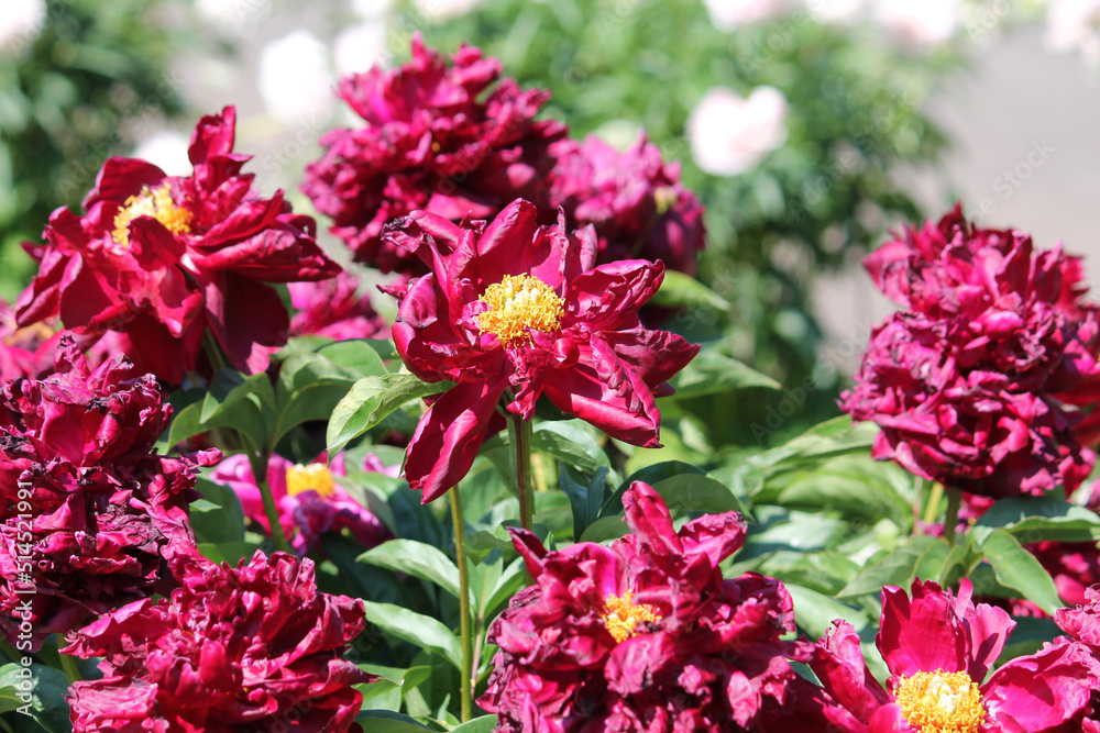 Red double flowers of Paeonia lactiflora (cultivar Monsieur Martin Cahuzak). Flowering peony in garden Red double flowers of Paeonia lactiflora (cultivar Monsieur Martin Cahuzak). Flowering peony in garden
