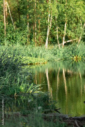 A pond in the forest with birches on the shore on a quiet sunny summer evening.