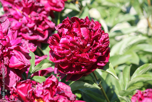 Red double flower of Paeonia lactiflora (cultivar Monsieur Martin Cahuzak) close-up. Flowering peony in garden photo