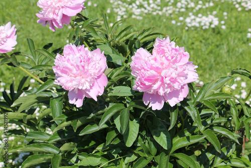 Pink double flowers of Paeonia lactiflora  cultivar Monsieur Jules Elie . Flowering peony in garden