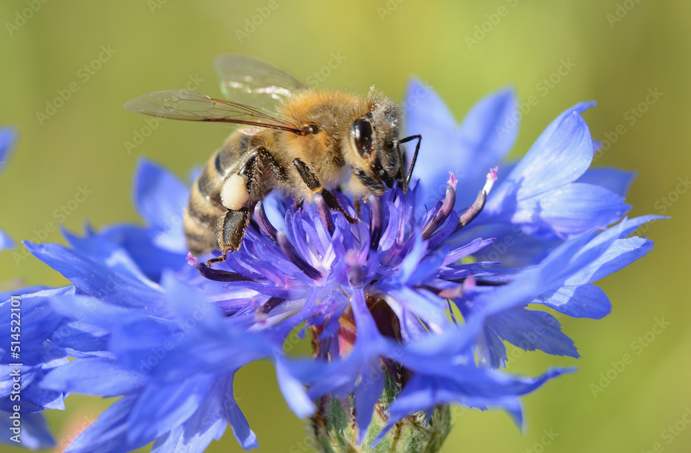 Pszczoła zbierająca pyłek na kwiatku - obrazy, fototapety, plakaty 