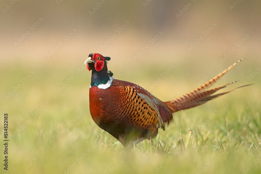 bażant, common pheasant (Phasianus colchicus) - obrazy, fototapety, plakaty 