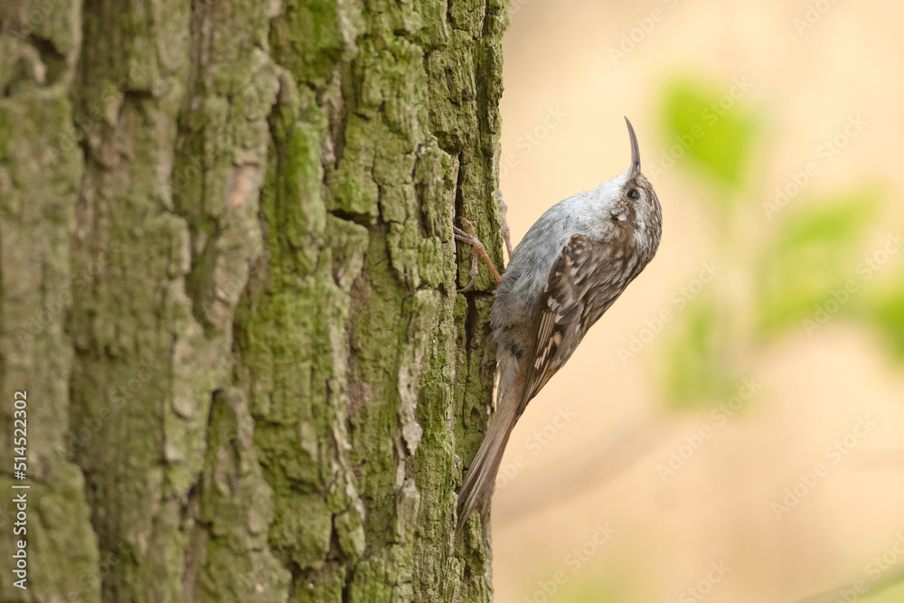 Obraz premium pełzacz ogrodowy, short-toed treecreeper (Certhia brachydactyla)
