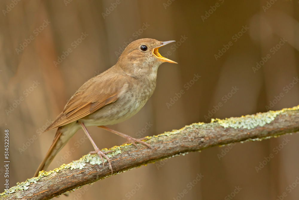 słowik szary, thrush nightingale, sprosser (Luscinia luscinia) słowik szary, thrush nightingale, sprosser (Luscinia luscinia)