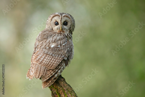 puszczyk, tawny owl, brown owl (Strix aluco)