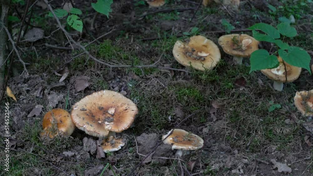 Stinking Russula in natural ambient (Russula foetens) - (4K) Stinking Russula in natural ambient (Russula foetens) - (4K)