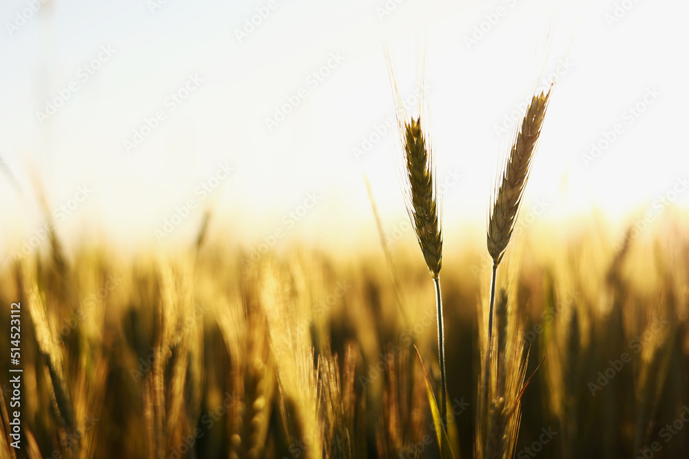 Golden ripe ears of wheat on nature in summer field at sunset rays of sunshine, close-up macro. Ultra wide format. - obrazy, fototapety, plakaty 