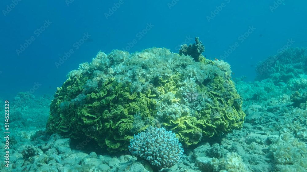Once beautiful coral reef is overgrown with algae as a result of