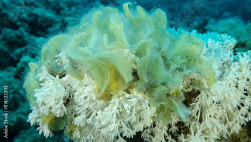 Brown alga Peacock's Tail (Padina pavonica) invades to territory White pulse soft corals (Heteroxenia fuscesens). This is result of eutrophication (increase organic matter in the sea water) Red sea