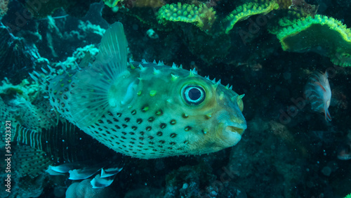 Porcupinefish is hiding under under Lettuce coral. Ajargo, Giant Porcupinefish or Spotted Porcupine Fish (Diodon hystrix) and Lettuce coral or Yellow Scroll Coral (Turbinaria reniformis). Red sea © Andriy Nekrasov
