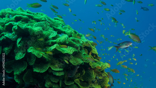 School of Lyretail Anthias or Sea Goldie (Pseudanthias squamipinnis) swims near Lettuce coral or Yellow Scroll Coral (Turbinaria reniformis). Red sea, Egypt