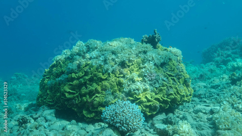 Once beautiful coral reef is overgrown with algae as a result of eutrophication (increase organic matter in the sea water) Brown alga Peacock's Tail (Padina pavonica) covered bottom and corals