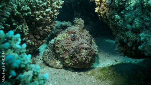 Close-up of the Stonefish on coral reef. Reef Stonefish (Synanceia verrucosa). Red sea, Egypt photo