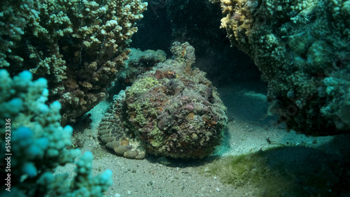 Close-up of the Stonefish on coral reef. Reef Stonefish (Synanceia verrucosa). Red sea, Egypt