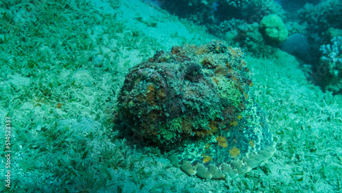 Close-up of the Stonefish lies on sandy bottom covered with green seagrass. Reef Stonefish  Synanceia verrucosa  Red sea  Egypt