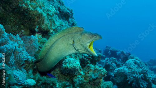 Close-up portrait of Moray with open mouth peeks out of its hiding place. Yellow-mouthed Moray Eel (Gymnothorax nudivomer) Red Sea, Egypt
