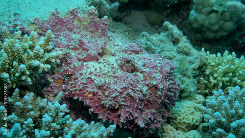 Close-up of pink Stonefish lies on corals. Reef Stonefish  Synanceia verrucosa . Red sea  Egypt