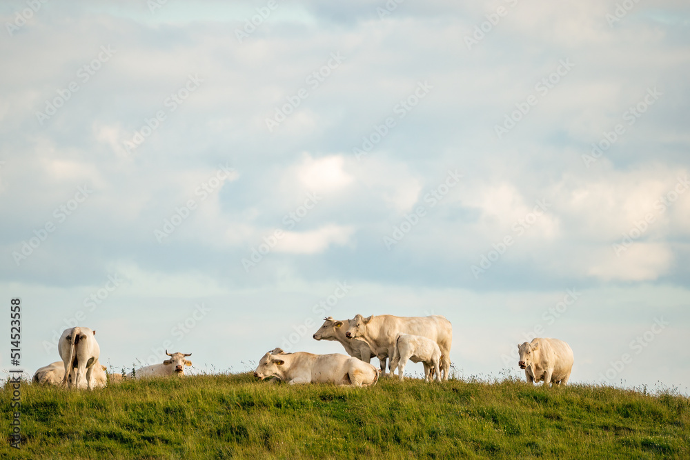 Obraz premium White cows enjoying the summer on the countryside.