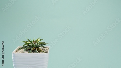 Incredible Haworthia limifolia spiralis variegata, succulent in a white square pot on a blue borderless background. Blue cyclorama. Copy space. photo
