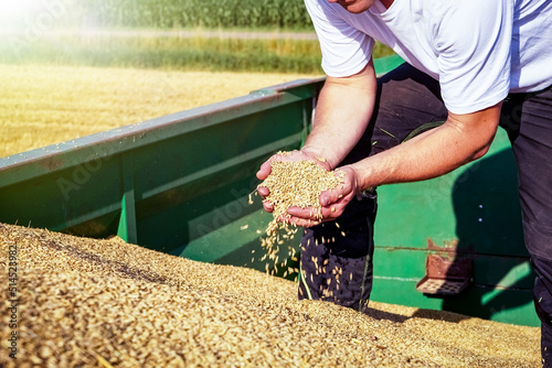 Der größte Anteil des hierzulande gedroschenen Getreides eignet sich nicht als Brotgetreide und wird daher wie die hier abgebildete Gerste, als Futtergetreide an die Futtermühlen verkauft.  photo