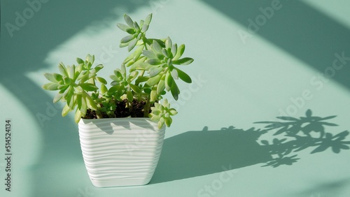 Incredible Graptosedum Francesco Baldi, succulent in a white square pot on a blue endless background. Shadows from the window. Blue cyclorama. Copy space.