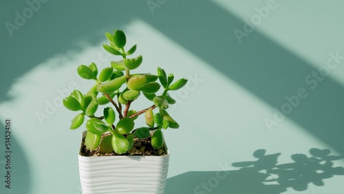Incredible Cotyledon tomentosa, cotyledon bear paws, succulent in a white square pot on a blue endless background. Shadows from the window. Blue cyclorama. Copy space.