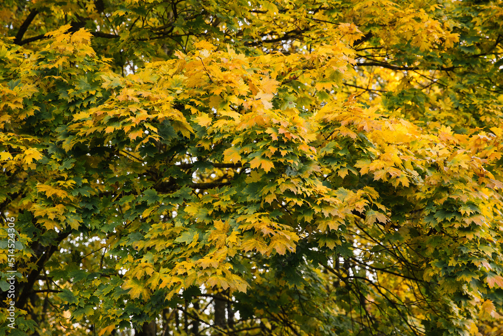 Autumn park landscape, yellow and orange leaves on branches Autumn park landscape, yellow and orange leaves on branches