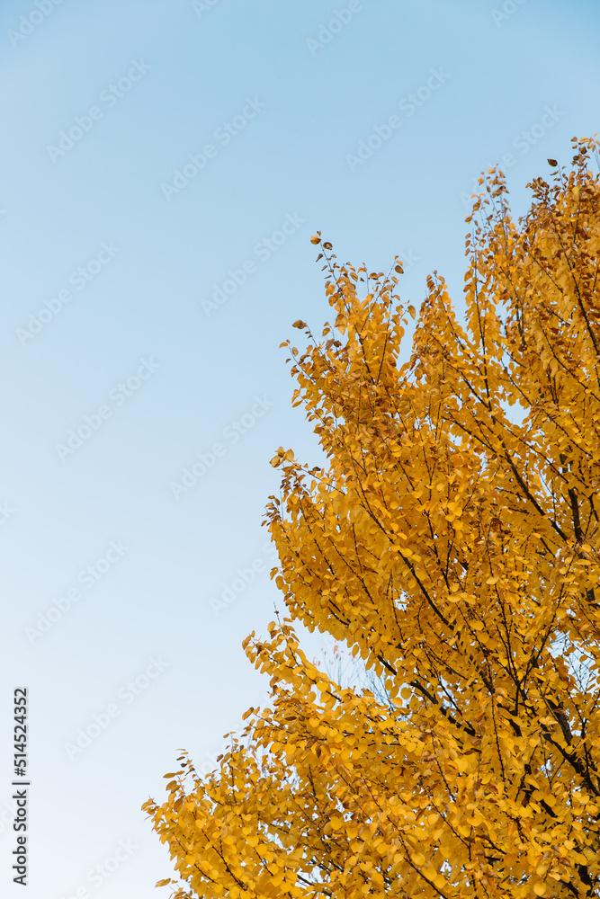 Branches of autumn yellow leaves in park with copy space on blue sky