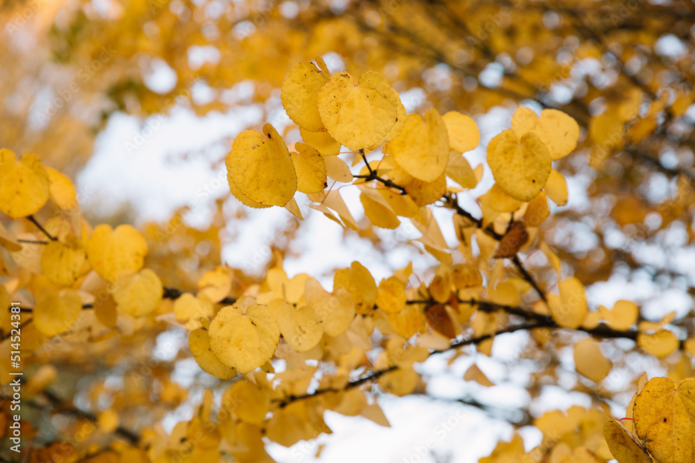 Branches of autumn yellow leaves in the park Branches of autumn yellow leaves in the park