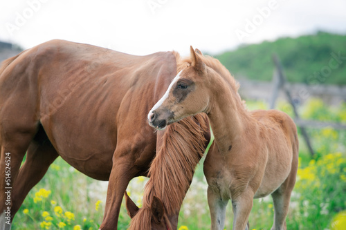  chestnut foal walking  in yellow flowers  blossom paddock with mom. cloudy day