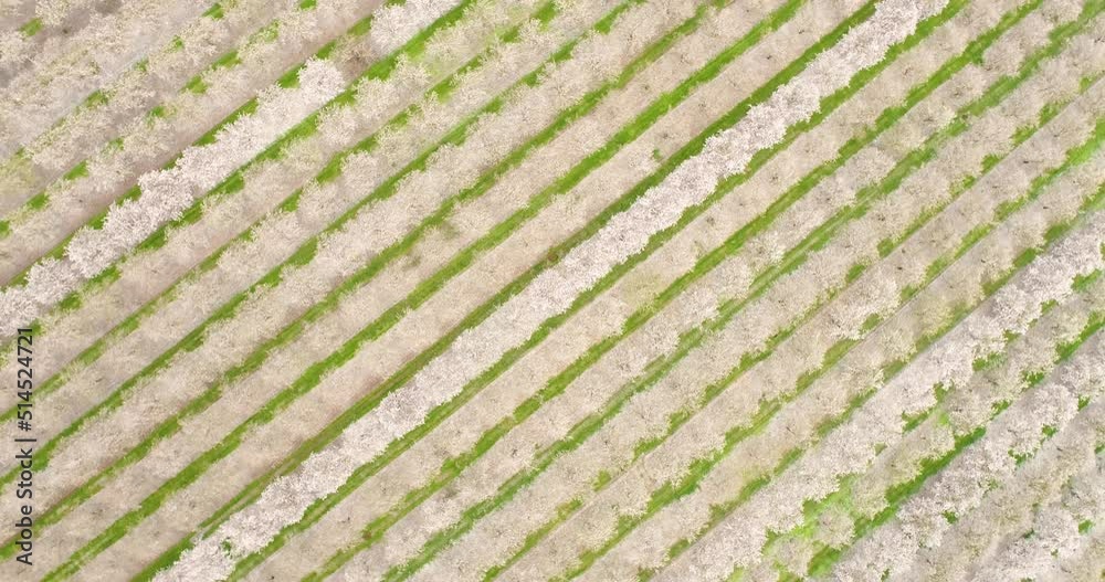 Aerial View of field of cherry trees, Ein Harod, Northern District, Israel. Aerial View of field of cherry trees, Ein Harod, Northern District, Israel.