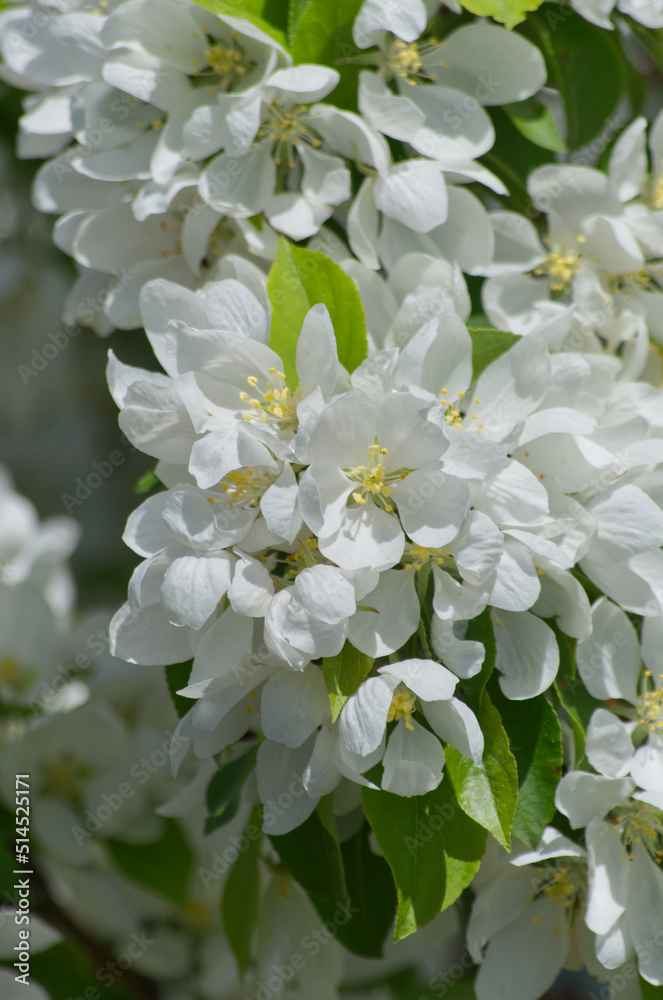 White Tree Blossoms in the Spring White Tree Blossoms in the Spring